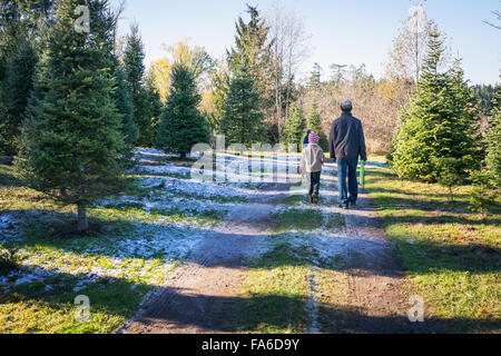 Vater und Sohn hand in hand gehen mit Händen gesehen auf Christmas Tree farm Stockfoto