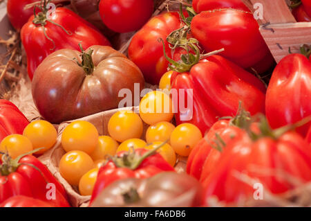 Nahaufnahme von frischen Tomaten Stockfoto