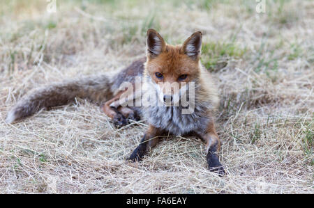 Fox, Nationalpark Gran Sasso, Italien Stockfoto