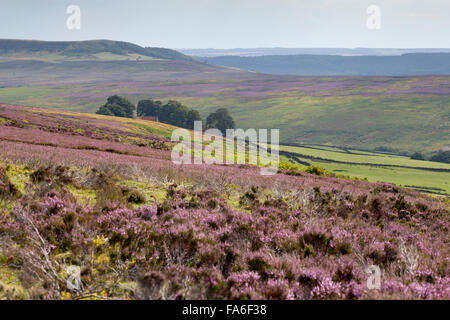 Lila blühende Heideland an Bransdale-in die North York Moors National Park, Großbritannien Stockfoto