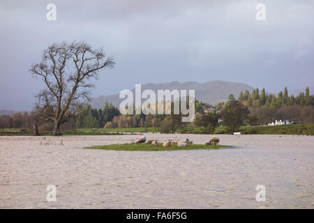 Überschwemmte Felder Drymen, Scotland, UK - 22. Dezember 2015: UK Wetter.  Gestrandet auf einer Insel, umgeben von Schafen überschwemmten Feldern in Drymen zeigen Feld, wo die jährlichen Stirling Agricultural Society Drymen Show stattfindet. Bildnachweis: Kayrtravel/Alamy Live-Nachrichten Stockfoto