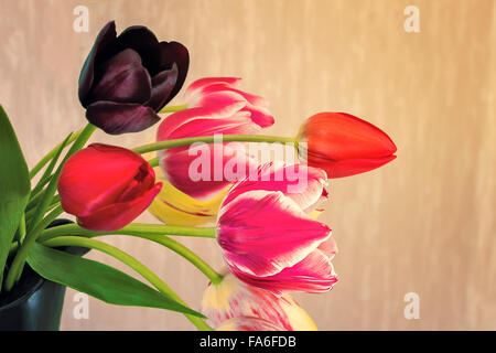 Schöne große rote Tulpen, rosa, schwarze Keramikvase auf hellem Hintergrund. Stockfoto
