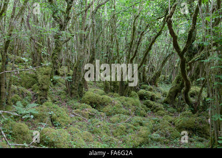Typische hazel Wäldern im Burren National Park in Irland Stockfoto