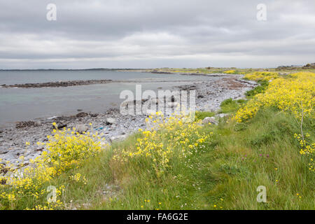 Meer Rettich (Raphanus Raphanistrum) wächst in der Nähe von Flaggy Shore - Clare, Irland Stockfoto