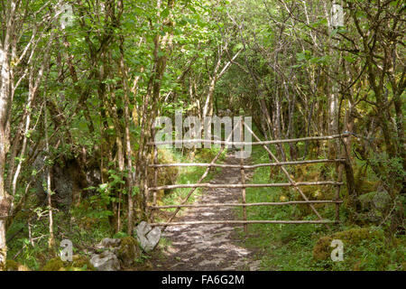 Eine gemeinsame Hasel (Corylus Avellana) Tor und Waldland - Mullaghmore Schleife gehen in die Burren, Irland Stockfoto
