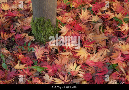 Herbst Farbe der abgefallene Blätter Japanischer Ahorn (Acer palmatum) an der RHS Wisley in Surrey Stockfoto