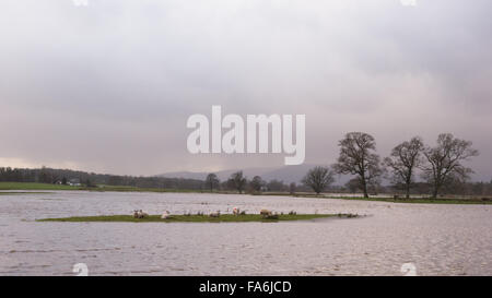 Drymen, Scotland, UK - 22. Dezember 2015: UK Wetter.  Gestrandet auf einer Insel, umgeben von Schafen überschwemmten Feldern in Drymen zeigen Feld, wo die jährlichen Stirling Agricultural Society Drymen Show stattfindet. Bildnachweis: Kayrtravel/Alamy Live-Nachrichten Stockfoto