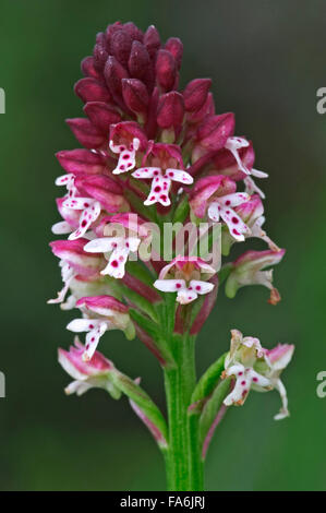 Verbrannt, Orchidee / verbrannt-Tip Orchidee (Neotinea Ustulata / Orchis Ustulata) in Blüte Stockfoto