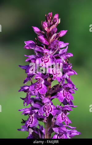 Breitblättrigen Knabenkraut (Dactylorhiza Majalis Subspecies Alpestris) in Blüte, Pyrenäen, Frankreich Stockfoto