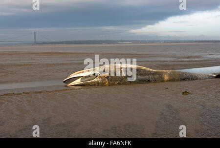 toter Pottwal, Humber Mündung, Physeter Macrocephalus, Stockfoto