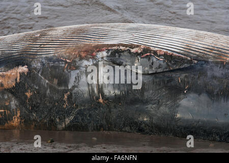 toter Pottwal, Humber Mündung, Physeter Macrocephalus, Stockfoto