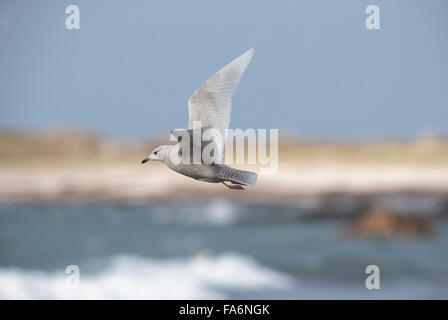 Island-Möve, Larus Glaucoides, ersten Winter, zweiten Kalenderjahr, Stockfoto