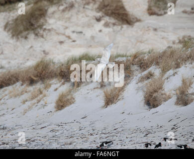 Island-Möve, Larus Glaucoides, ersten Winter, zweiten Kalenderjahr, Stockfoto