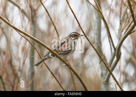 Isländische Redwing, Turdus Iliacus coburni Stockfoto