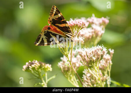 Nahaufnahme von ein Jersey Tiger Schmetterling Euplagia Quadripunctari, weißen Blüten der Bärlauch Nektar ernähren. Dies ist ein Tag-f Stockfoto