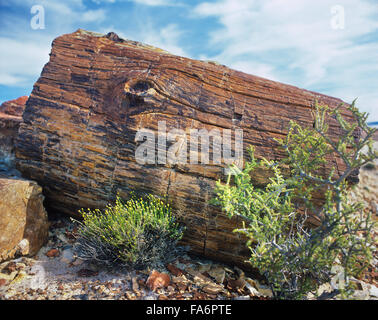 Argentinien, Patagonien, versteinerten Wald von Santa Cruz, Monumento Natural de Los Bosque Petrificados Stockfoto