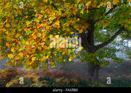 Tulpenbaum Liviodendron Tulipifera in Herbst Farbe Stockfoto