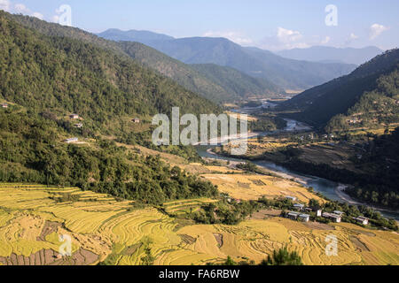 Reisfelder in Punakha Tal Bhutan Stockfoto