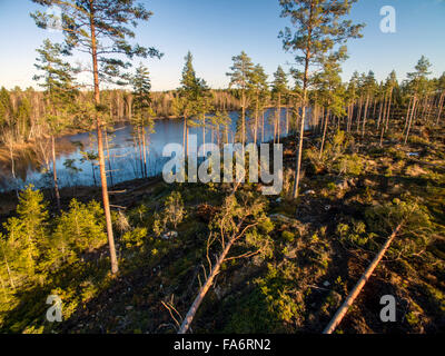Immergrüne Bäume mit einem See im Hintergrund Stockfoto