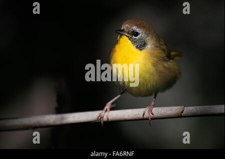 Ersten Jahr gemeinsame gelb-Kehle hautnah Stockfoto