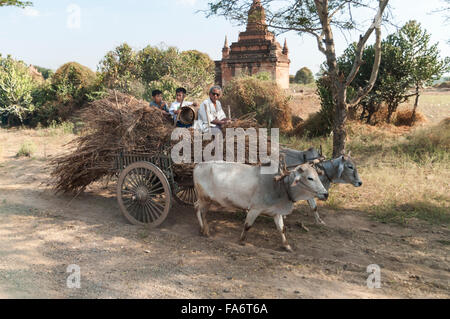 Bauer auf einem Ochsenkarren voll Stroh lag, gezogen von zwei Zebu-Rinder in Nyaung-U/Bagan, Mandalay Region, Myanmar. Stockfoto