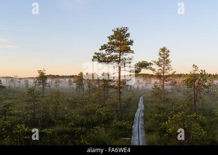 Boardwalk durch Suru Moor / Kõnnu Suursoo, bog in Põhje-Kõrvemaa Nature Reserve, Estland Stockfoto