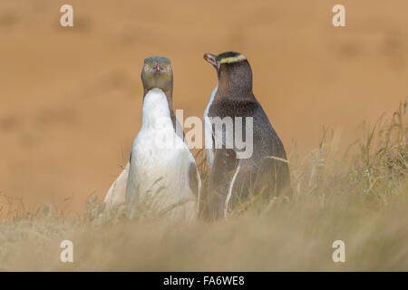 Yellow-Eyed Pinguine, formaela Punkt Neuseelands Südinsel. Stockfoto