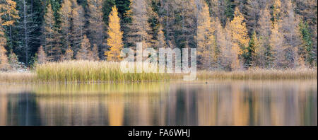 Eine einsame Ente schwimmt in der Nähe von den Ufern des Sees Äschen im Riding-Mountain-Nationalpark, Manitoba, Kanada. Stockfoto