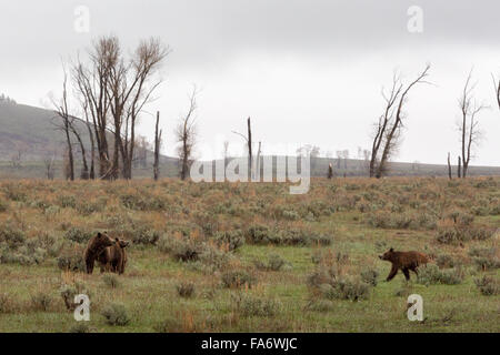 Grizzly Bear #399 des Grand Teton National Park führt eine Cub in Schneefall, Grand-Teton-Nationalpark, Wyoming Stockfoto