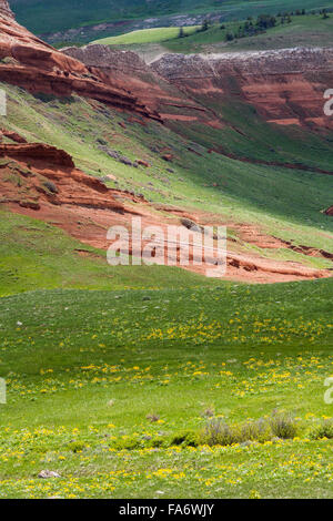 Balsamwurzel Wildblumen blühen unter einem Sandstein Hügel entlang der Chief Joseph-Autobahn im Nordwesten von Wyoming. Stockfoto