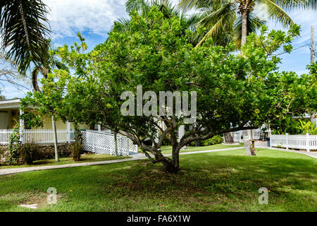 Ein Hog-Pflaumenbaum, Spondias mombin, auch bekannt als gelber Mombin, wächst auf St. Croix, USA Jungferninseln USVI, USV Stockfoto