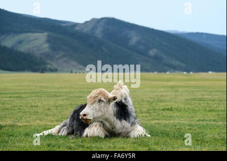 Black And White Yak (Bos Mutus), Orkhon Tal, Khangai Nuruu National Park, Övörkhangai Aimag, Mongolei Stockfoto