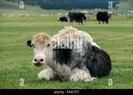 Schwarz-weiß Yak (Bos Mutus), Orkhon Tal, Khangai Nuruu National Park, Övörkhangai Aimag, Mongolei Stockfoto