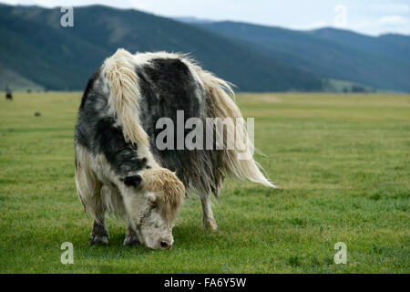 Schwarze und weiße Streifen Yak (Bos Mutus), Orkhon Tal, Khangai Nuruu National Park, Övörkhangai Aimag, Mongolei Stockfoto