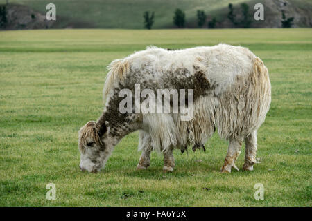 Beweidung leichte braune Yak (Bos Mutus) mit langhaarigen Fell, Orkhon Tal, Khangai Nuruu National Park, Övörkhangai Aimag Stockfoto