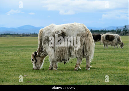 Beweidung leichte braune Yak (Bos Mutus) mit langhaarigen Fell, Orkhon Tal, Khangai Nuruu National Park, Övörkhangai Aimag Stockfoto