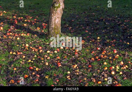 Äpfel (Malus SP.) verliebt Rasen, Obst, Bayern, Deutschland Stockfoto