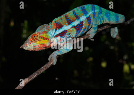 Pantherchamäleon (Furcifer Pardalis), lokale Form Ambanja, West-Madagaskar Stockfoto