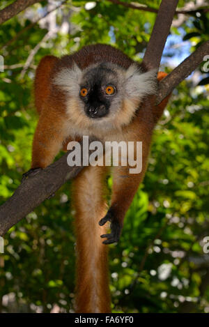 Schwarze Lemur (Eulemur Macaco), West Madagaskar Stockfoto