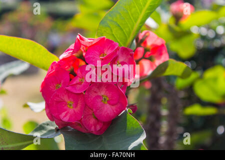 Rote Euphorbia Milii Stockfoto