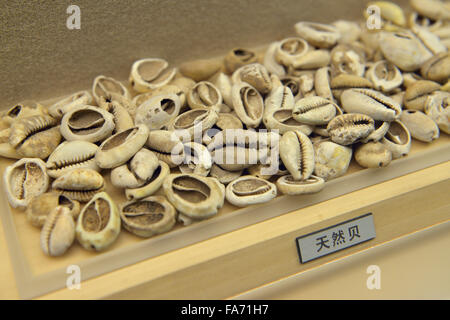 Geld Kauri. Shanghai Museum. Stockfoto