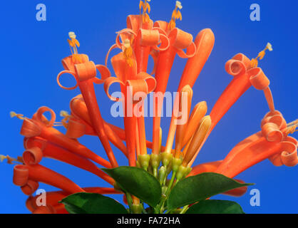 eine orange Geißblatt Blume mit blauem Himmel Stockfoto