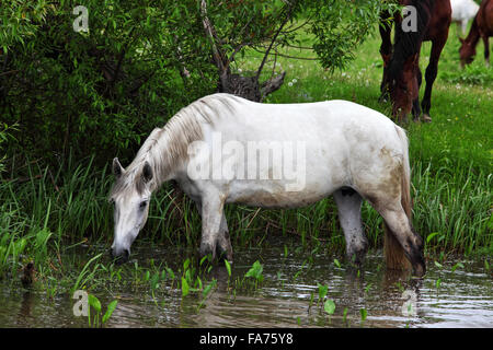 Pferde grasen und Trinken von Fluss-stream Stockfoto