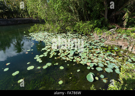 Wasserpflanzen auf indonesische Teich in der Nähe von Crystal Beach, Nusa Penida, Bali Indonesien Stockfoto