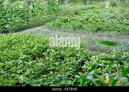 verschiedene Gemüse biologisch angebaut Stockfoto
