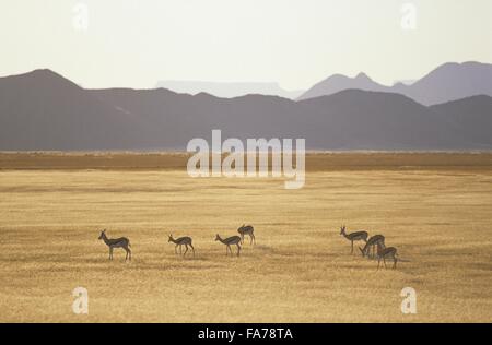 Namibia, Namib-Naukluft-Nationalpark, Sesriem, Gruppe von Springböcken / / Namibie, Namib-Naukluft-Nationalpark, Sesriem, Groupe de Stockfoto