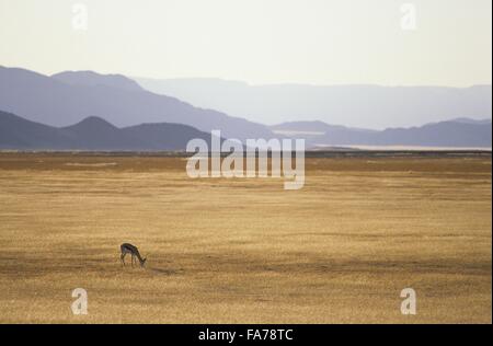 Namib-Naukluft-Nationalpark, Namibia, Springbock, Sesriem / / Namibie, Namib-Naukluft-Nationalpark, Sesriem, Springbock Stockfoto
