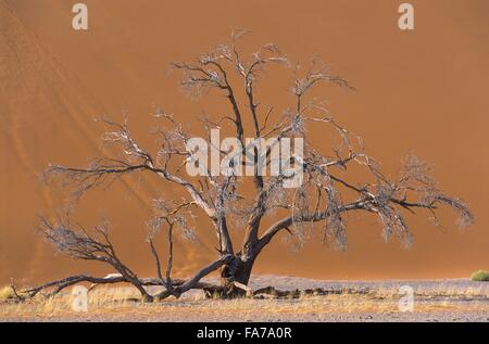 Namibia, Namib-Naukluft-Nationalpark, Sesriem, Düne 45 / / Namibie, Namib-Naukluft-Nationalpark, Sesriem, Düne 45 Stockfoto