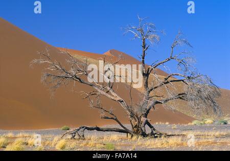 Namibia, Namib-Naukluft-Nationalpark, Sesriem, Düne 45 / / Namibie, Namib-Naukluft-Nationalpark, Sesriem, Düne 45 Stockfoto