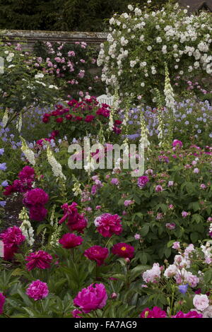 Schön blumig Betten und Grenzen mit Paeonia Lactiflora Adolphe Rousseau, Rosen, Fingerhut usw. zu Mottisfont Abbey walle Stockfoto